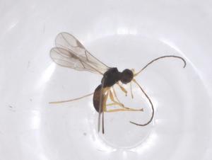  ( - CBG-B16874-F04)  @11 [ ] CreativeCommons - Attribution Share - Alike (2025) Centre for Biodiversity Genomics Centre for Biodiversity Genomics