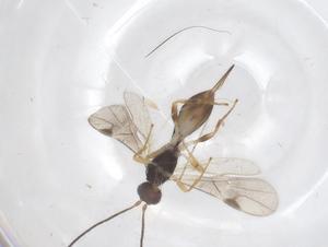  ( - CBG-B16875-C08)  @11 [ ] CreativeCommons - Attribution Share - Alike (2025) Centre for Biodiversity Genomics Centre for Biodiversity Genomics