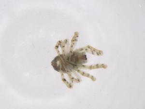  ( - CBG-A66268-B04)  @11 [ ] CreativeCommons - Attribution Share - Alike (2025) Centre for Biodiversity Genomics Centre for Biodiversity Genomics