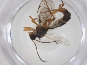  ( - CBG-A66271-G03)  @11 [ ] CreativeCommons - Attribution Share - Alike (2025) Centre for Biodiversity Genomics Centre for Biodiversity Genomics