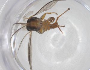  ( - CBG-A66271-G06)  @11 [ ] CreativeCommons - Attribution Share - Alike (2025) Centre for Biodiversity Genomics Centre for Biodiversity Genomics