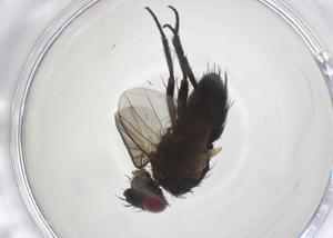  ( - CBG-A66271-H01)  @11 [ ] CreativeCommons - Attribution Share - Alike (2025) Centre for Biodiversity Genomics Centre for Biodiversity Genomics