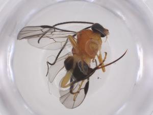  ( - CBG-A66272-B02)  @11 [ ] CreativeCommons - Attribution Share - Alike (2025) Centre for Biodiversity Genomics Centre for Biodiversity Genomics