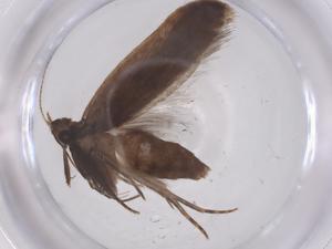  ( - CBG-A66272-C10)  @11 [ ] CreativeCommons - Attribution Share - Alike (2025) Centre for Biodiversity Genomics Centre for Biodiversity Genomics