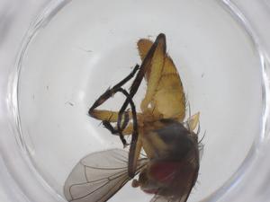  ( - CBG-A66274-D07)  @11 [ ] CreativeCommons - Attribution Share - Alike (2025) Centre for Biodiversity Genomics Centre for Biodiversity Genomics