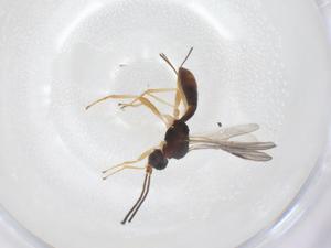  (Heterospilus Malaise6698 - CBG-A66276-C06)  @11 [ ] CreativeCommons - Attribution Share - Alike (2025) Centre for Biodiversity Genomics Centre for Biodiversity Genomics