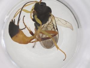  ( - CBG-A66278-A01)  @11 [ ] CreativeCommons - Attribution Share - Alike (2025) Centre for Biodiversity Genomics Centre for Biodiversity Genomics