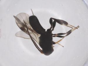  ( - CBG-A66493-B06)  @11 [ ] CreativeCommons - Attribution Share - Alike (2025) Centre for Biodiversity Genomics Centre for Biodiversity Genomics