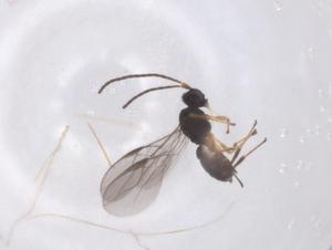  ( - CBG-A66493-B10)  @11 [ ] CreativeCommons - Attribution Share - Alike (2025) Centre for Biodiversity Genomics Centre for Biodiversity Genomics