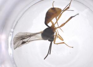  ( - CBG-A66493-C01)  @11 [ ] CreativeCommons - Attribution Share - Alike (2025) Centre for Biodiversity Genomics Centre for Biodiversity Genomics