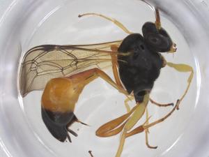  ( - CBG-A66495-F04)  @11 [ ] CreativeCommons - Attribution Share - Alike (2025) Centre for Biodiversity Genomics Centre for Biodiversity Genomics