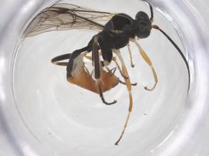  ( - CBG-A66496-H06)  @11 [ ] CreativeCommons - Attribution Share - Alike (2025) Centre for Biodiversity Genomics Centre for Biodiversity Genomics