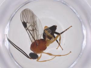  ( - CBG-A66501-D08)  @11 [ ] CreativeCommons - Attribution Share - Alike (2025) Centre for Biodiversity Genomics Centre for Biodiversity Genomics