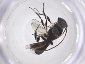  ( - CBG-A66511-H05)  @11 [ ] CreativeCommons - Attribution Share - Alike (2025) Centre for Biodiversity Genomics Centre for Biodiversity Genomics