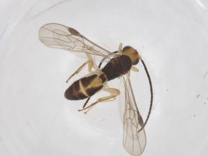  ( - CBG-A66512-D08)  @11 [ ] CreativeCommons - Attribution Share - Alike (2025) Centre for Biodiversity Genomics Centre for Biodiversity Genomics