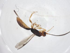  (Heterospilus Malaise1160 - CBG-A66513-E02)  @11 [ ] CreativeCommons - Attribution Share - Alike (2025) Centre for Biodiversity Genomics Centre for Biodiversity Genomics
