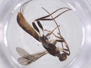  ( - CBG-A66514-F09)  @11 [ ] CreativeCommons - Attribution Share - Alike (2025) Centre for Biodiversity Genomics Centre for Biodiversity Genomics