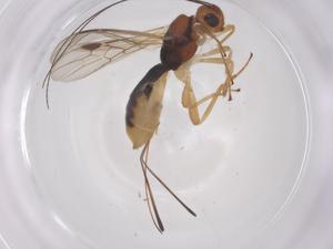  ( - CBG-A66518-A10)  @11 [ ] CreativeCommons - Attribution Share - Alike (2025) Centre for Biodiversity Genomics Centre for Biodiversity Genomics