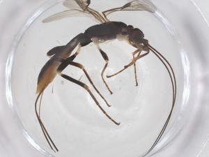  ( - CBG-A66519-C02)  @11 [ ] CreativeCommons - Attribution Share - Alike (2025) Centre for Biodiversity Genomics Centre for Biodiversity Genomics