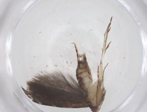  ( - CBG-A66519-C11)  @11 [ ] CreativeCommons - Attribution Share - Alike (2025) Centre for Biodiversity Genomics Centre for Biodiversity Genomics