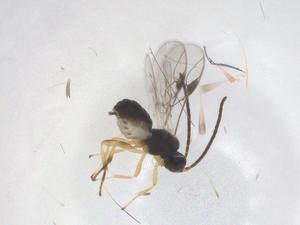  (Pseudognaptodon Malaise7035 - CBG-A66519-G03)  @11 [ ] CreativeCommons - Attribution Share - Alike (2025) Centre for Biodiversity Genomics Centre for Biodiversity Genomics