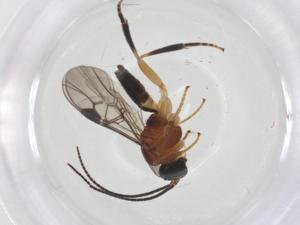  ( - CBG-A66529-D03)  @11 [ ] CreativeCommons - Attribution Share - Alike (2025) Centre for Biodiversity Genomics Centre for Biodiversity Genomics