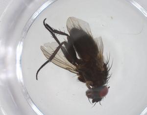  ( - CBG-A66673-G04)  @11 [ ] CreativeCommons - Attribution Share - Alike (2025) Centre for Biodiversity Genomics Centre for Biodiversity Genomics