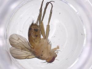  ( - CBG-A66681-H08)  @11 [ ] CreativeCommons - Attribution Share - Alike (2025) Centre for Biodiversity Genomics Centre for Biodiversity Genomics