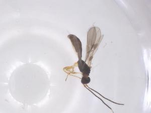  ( - CBG-A66692-B06)  @11 [ ] CreativeCommons - Attribution Share - Alike (2025) Centre for Biodiversity Genomics Centre for Biodiversity Genomics