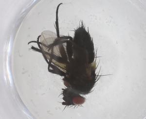  ( - CBG-A66694-A11)  @11 [ ] CreativeCommons - Attribution Share - Alike (2025) Centre for Biodiversity Genomics Centre for Biodiversity Genomics