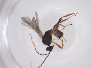  ( - CBG-A66696-B04)  @11 [ ] CreativeCommons - Attribution Share - Alike (2025) Centre for Biodiversity Genomics Centre for Biodiversity Genomics