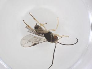  ( - CBG-A66697-B08)  @11 [ ] CreativeCommons - Attribution Share - Alike (2025) Centre for Biodiversity Genomics Centre for Biodiversity Genomics