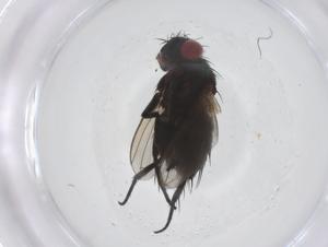  ( - CBG-A66698-C08)  @11 [ ] CreativeCommons - Attribution Share - Alike (2025) Centre for Biodiversity Genomics Centre for Biodiversity Genomics