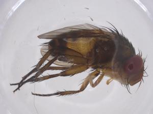  ( - CBG-A67270-F03)  @11 [ ] CreativeCommons - Attribution Share - Alike (2025) Centre for Biodiversity Genomics Centre for Biodiversity Genomics