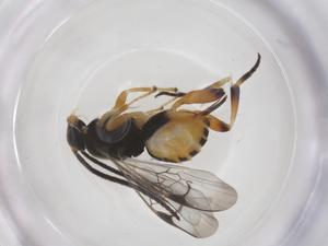  (Hypomicrogaster rugosus - CBG-A67276-A10)  @11 [ ] CreativeCommons - Attribution Share - Alike (2025) Centre for Biodiversity Genomics Centre for Biodiversity Genomics