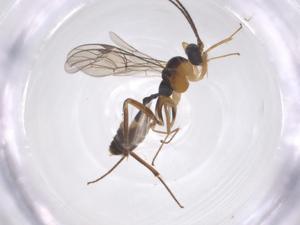  (Megastylus Malaise5550 - CBG-A67285-F12)  @11 [ ] CreativeCommons - Attribution Share - Alike (2025) Centre for Biodiversity Genomics Centre for Biodiversity Genomics