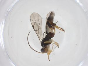  ( - CBG-A67287-C03)  @11 [ ] CreativeCommons - Attribution Share - Alike (2025) Centre for Biodiversity Genomics Centre for Biodiversity Genomics