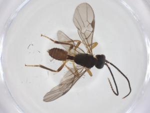  ( - CBG-A67287-C09)  @11 [ ] CreativeCommons - Attribution Share - Alike (2025) Centre for Biodiversity Genomics Centre for Biodiversity Genomics