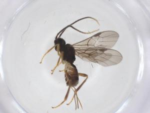  ( - CBG-A67287-C11)  @11 [ ] CreativeCommons - Attribution Share - Alike (2025) Centre for Biodiversity Genomics Centre for Biodiversity Genomics