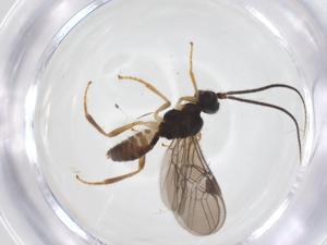  (Vadumasonium malaise3588 - CBG-A67287-G11)  @11 [ ] CreativeCommons - Attribution Share - Alike (2025) Centre for Biodiversity Genomics Centre for Biodiversity Genomics