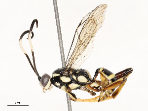  ( - CBG-A67833-C01)  @11 [ ] CreativeCommons - Attribution Share - Alike (2025) CBG Photography Group Centre for Biodiversity Genomics