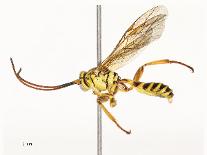  ( - CBG-A67833-C03)  @11 [ ] CreativeCommons - Attribution Share - Alike (2025) CBG Photography Group Centre for Biodiversity Genomics
