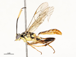  ( - CBG-A67833-E02)  @11 [ ] CreativeCommons - Attribution Share - Alike (2025) CBG Photography Group Centre for Biodiversity Genomics