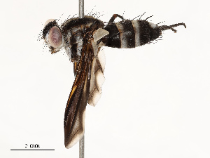  ( - CBG-A67833-H08)  @11 [ ] CreativeCommons - Attribution Share - Alike (2025) CBG Photography Group Centre for Biodiversity Genomics