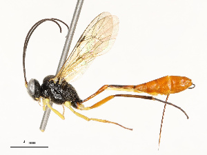  ( - CBG-A67834-G12)  @11 [ ] CreativeCommons - Attribution Share - Alike (2025) CBG Photography Group Centre for Biodiversity Genomics