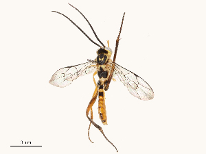  ( - CBG-A67836-G09)  @11 [ ] CreativeCommons - Attribution Share - Alike (2025) CBG Photography Group Centre for Biodiversity Genomics