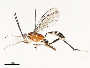  ( - CBG-A67836-H02)  @11 [ ] CreativeCommons - Attribution Share - Alike (2025) CBG Photography Group Centre for Biodiversity Genomics