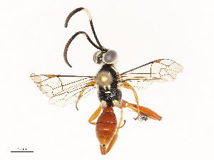  ( - CBG-A67841-B02)  @11 [ ] CreativeCommons - Attribution Share - Alike (2025) CBG Photography Group Centre for Biodiversity Genomics