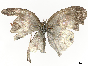  ( - CBG-A67841-G11)  @11 [ ] CreativeCommons - Attribution Share - Alike (2025) CBG Photography Group Centre for Biodiversity Genomics