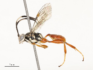  ( - CBG-A67842-C04)  @11 [ ] CreativeCommons - Attribution Share - Alike (2025) CBG Photography Group Centre for Biodiversity Genomics